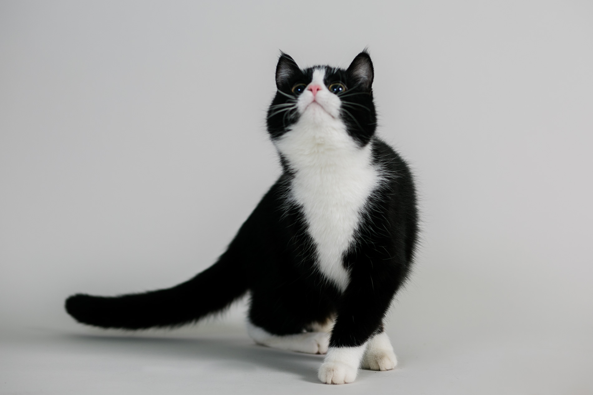 Katze im Kleintierzentrum Dresden