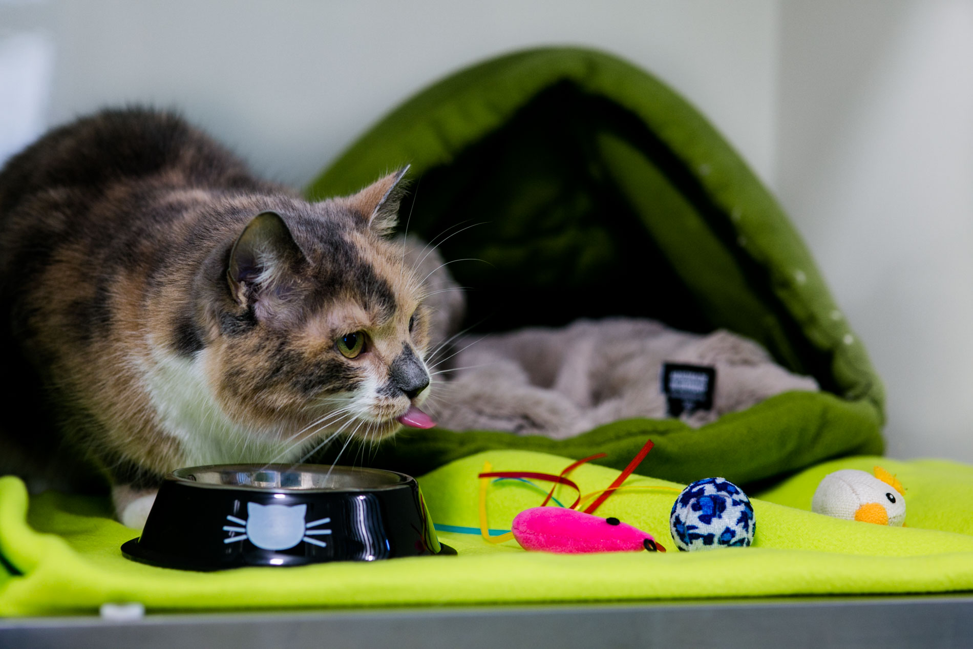 Katze in Kleintierpraxis Dresden