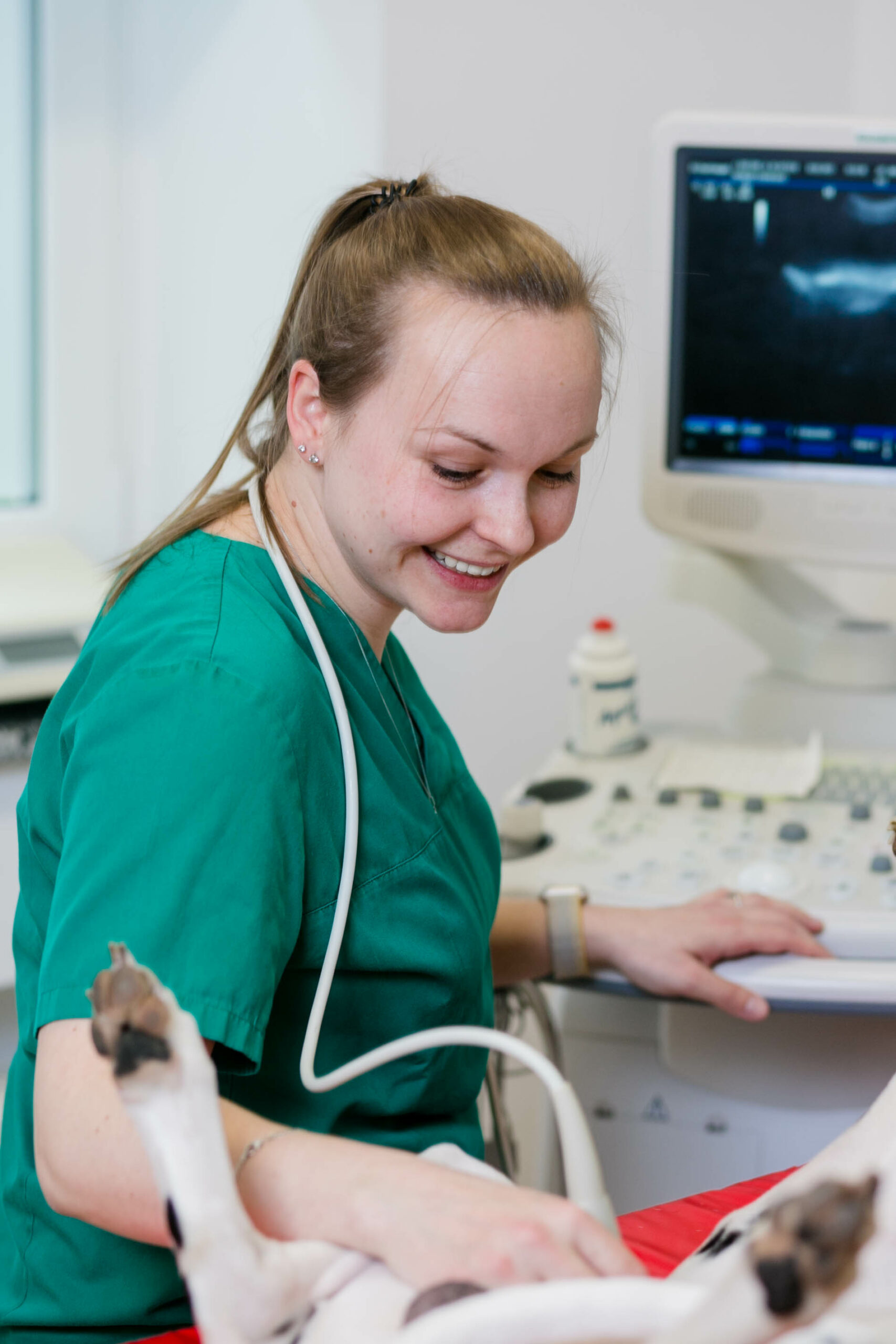 Behandlung beim Tierarzt in Dresden